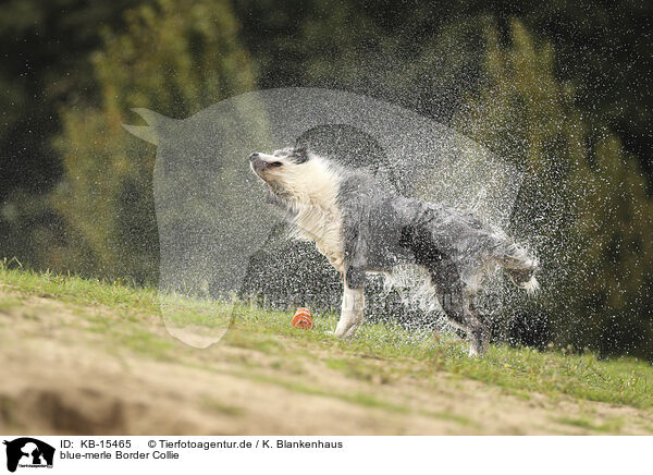 blue-merle Border Collie / KB-15465