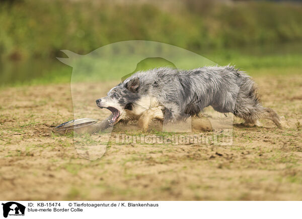 blue-merle Border Collie / KB-15474