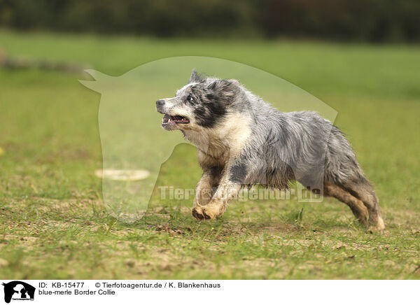 blue-merle Border Collie / blue-merle Border Collie / KB-15477