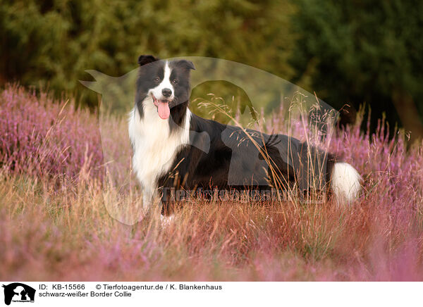 schwarz-weier Border Collie / black-white Border Collie / KB-15566