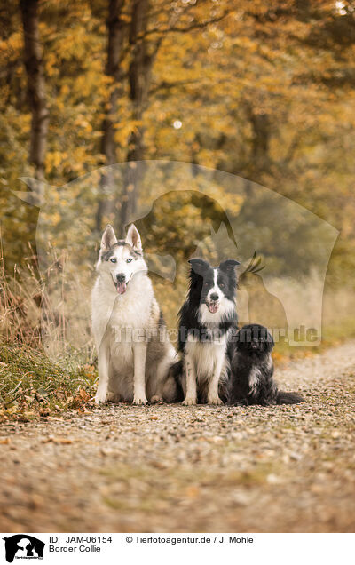 Border Collie / JAM-06154