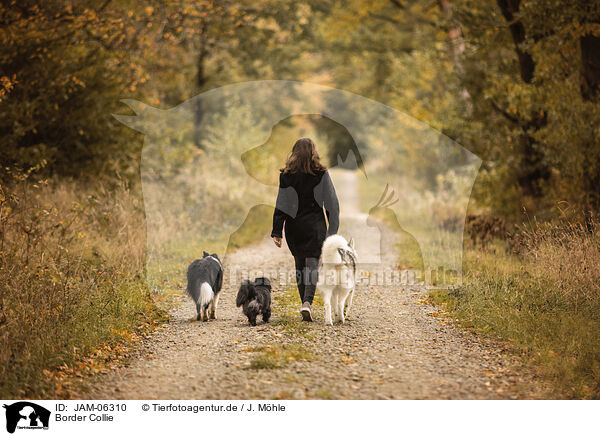 Border Collie / Border Collie / JAM-06310