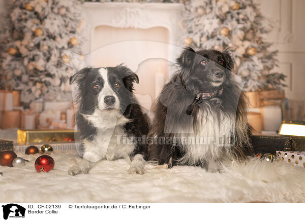 Border Collie / Border Collie / CF-02139