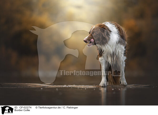 Border Collie / Border Collie / CF-02274