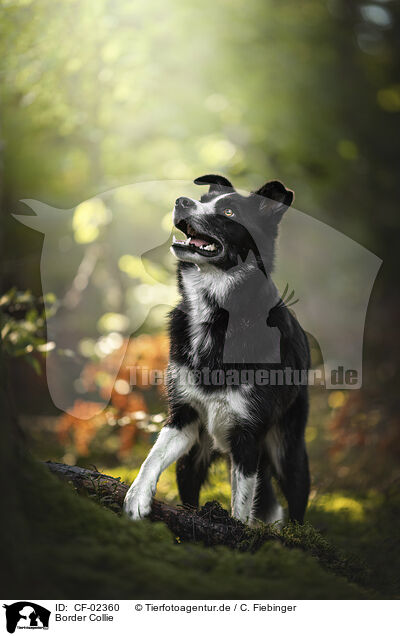 Border Collie / Border Collie / CF-02360