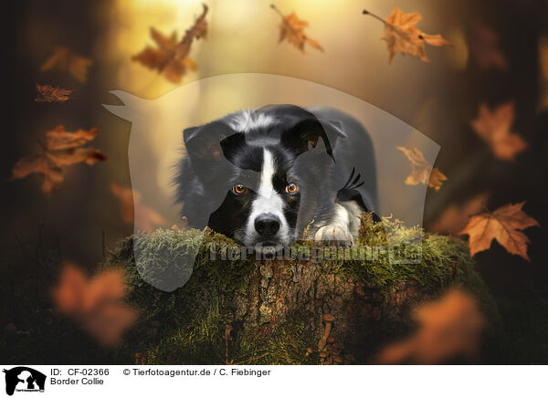 Border Collie / Border Collie / CF-02366