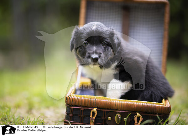 Border Collie Welpe / Border Collie puppy / UM-02649