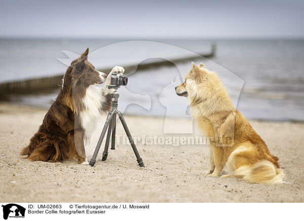 Border Collie fotografiert Eurasier / Border Collie photographs Eurasier / UM-02663