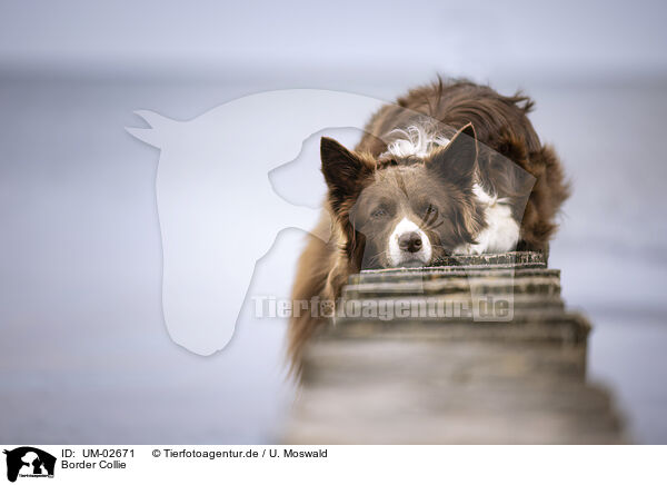 Border Collie / Border Collie / UM-02671