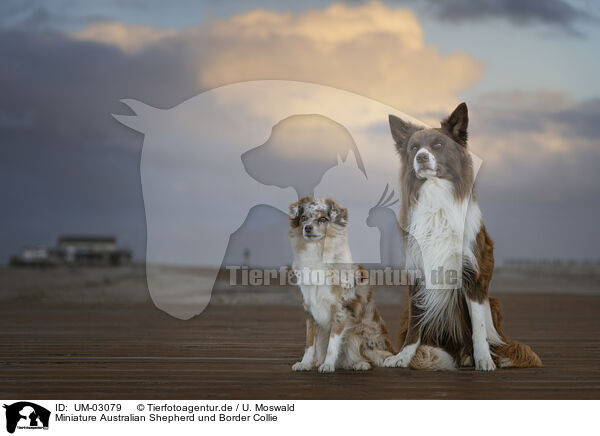 Miniature Australian Shepherd und Border Collie / UM-03079
