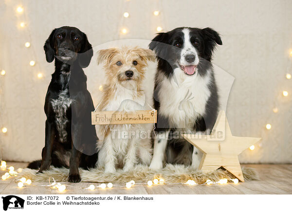 Border Collie in Weihnachstdeko / Border Collie in christmas decoration / KB-17072