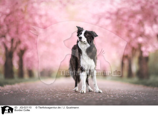 Border Collie / JQ-02110