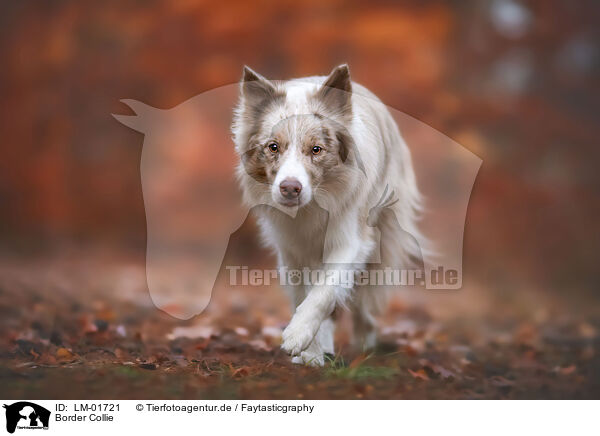 Border Collie / Border Collie / LM-01721