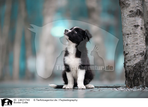 Border Collie / Border Collie / LM-01740