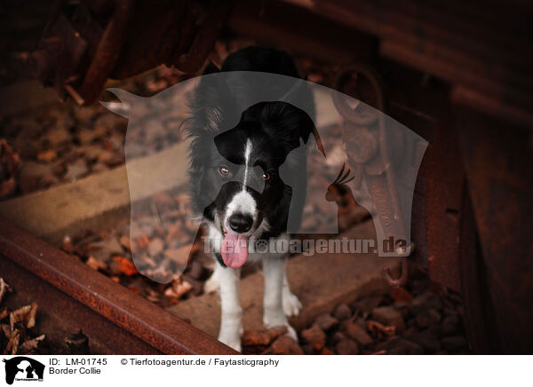 Border Collie / Border Collie / LM-01745