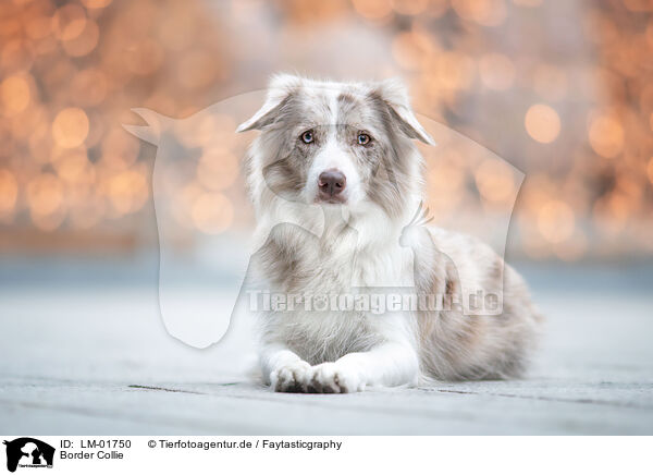 Border Collie / Border Collie / LM-01750