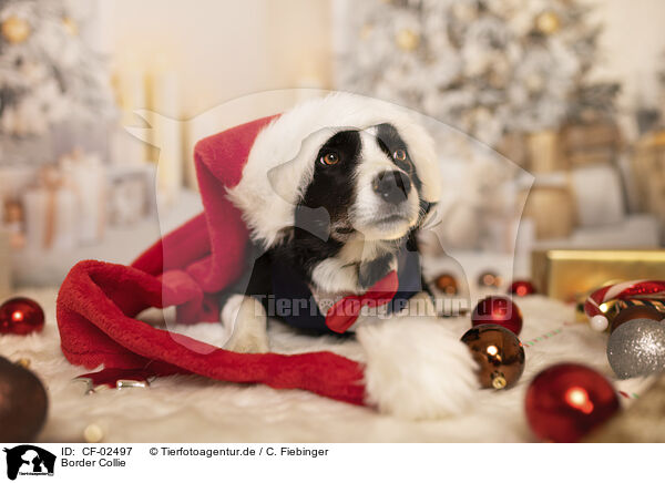 Border Collie / Border Collie / CF-02497