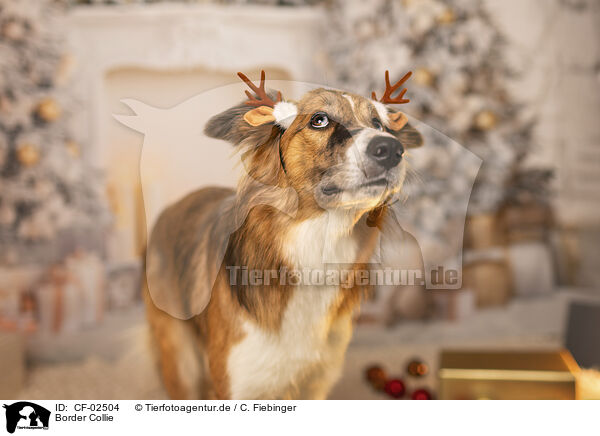 Border Collie / Border Collie / CF-02504