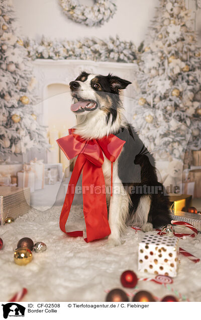 Border Collie / Border Collie / CF-02508