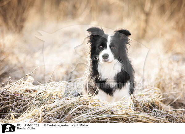 Border Collie / Border Collie / JAM-06331
