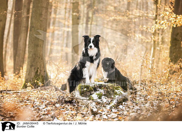 Border Collie / Border Collie / JAM-06445