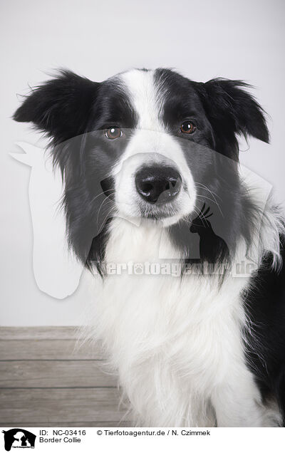 Border Collie / Border Collie / NC-03416