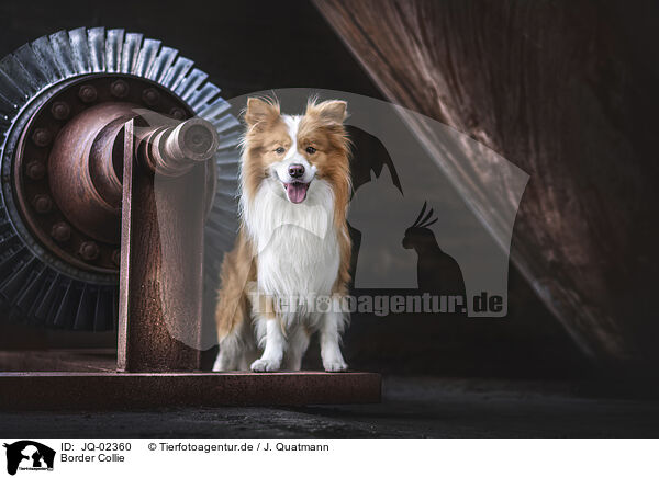 Border Collie / Border Collie / JQ-02360
