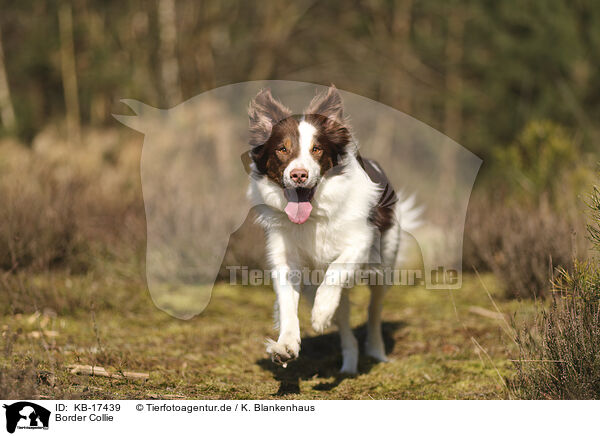 Border Collie / Border Collie / KB-17439