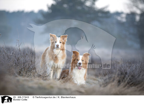 Border Collie / Border Collie / KB-17443