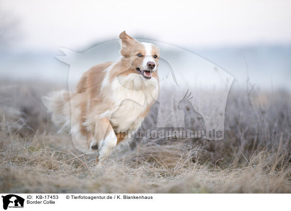Border Collie / Border Collie / KB-17453