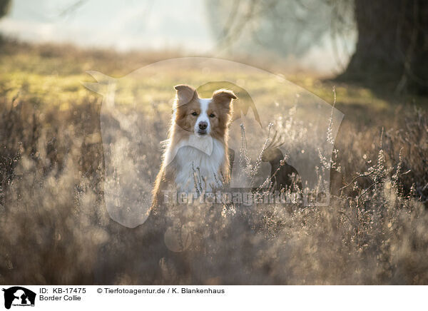 Border Collie / Border Collie / KB-17475