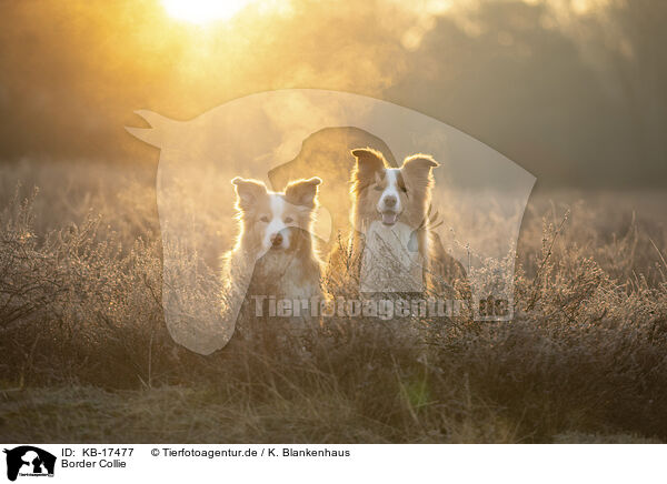 Border Collie / KB-17477