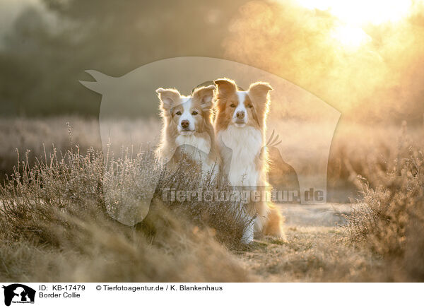 Border Collie / KB-17479