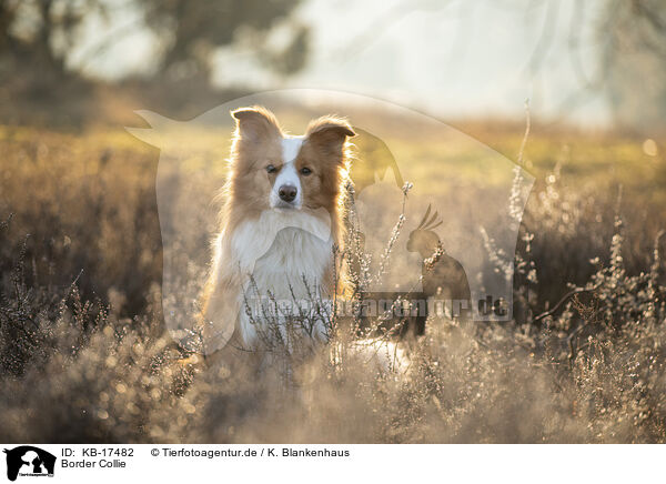 Border Collie / Border Collie / KB-17482