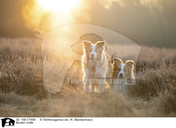 Border Collie / Border Collie / KB-17488