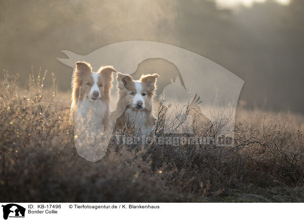 Border Collie / Border Collie / KB-17496