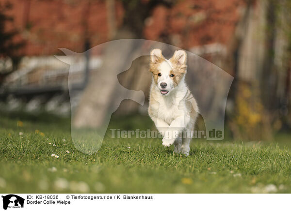 Border Collie Welpe / Border Collie Puppy / KB-18036