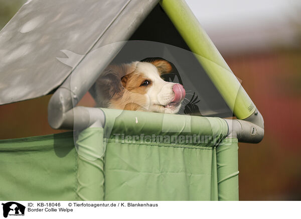 Border Collie Welpe / Border Collie Puppy / KB-18046
