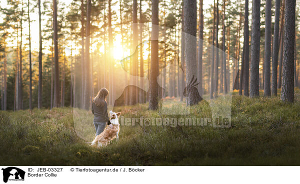 Border Collie / Border Collie / JEB-03327