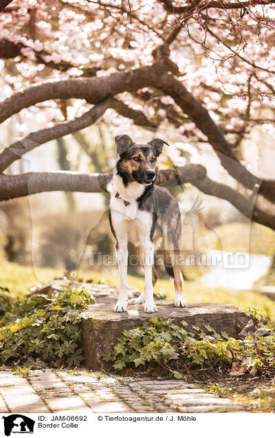 Border Collie / Border Collie / JAM-06692