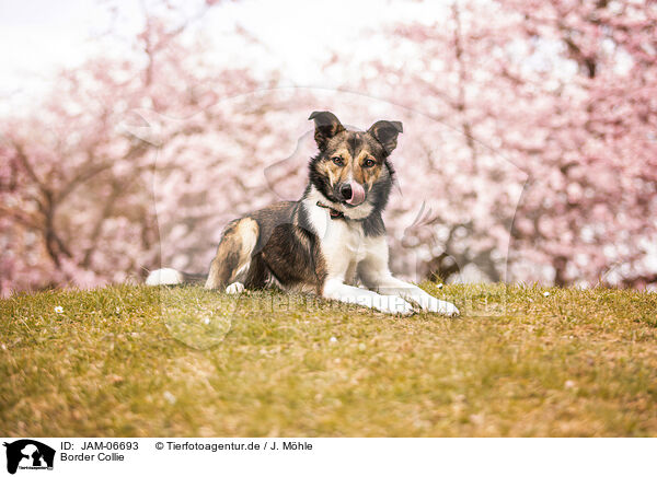 Border Collie / Border Collie / JAM-06693