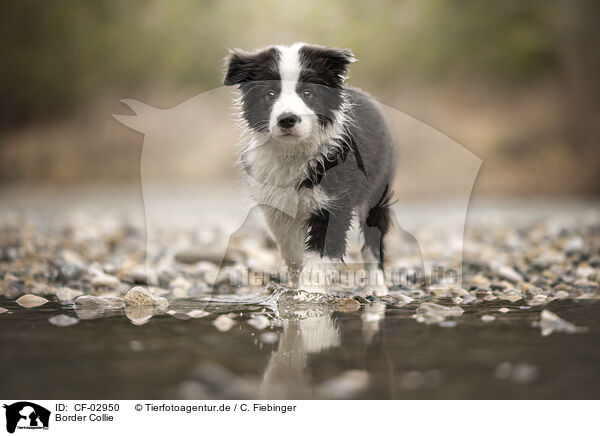 Border Collie / Border Collie / CF-02950