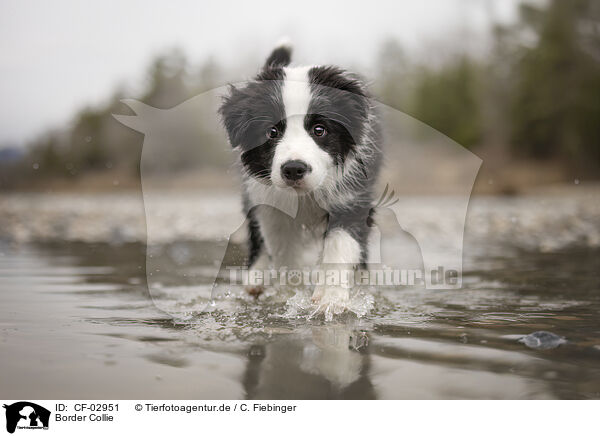 Border Collie / Border Collie / CF-02951