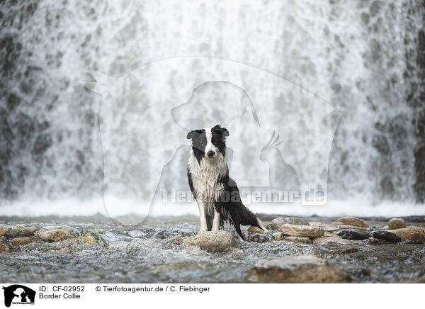 Border Collie / Border Collie / CF-02952
