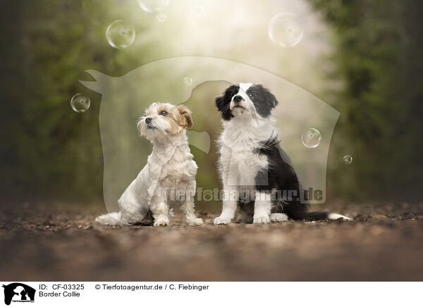 Border Collie / Border Collie / CF-03325
