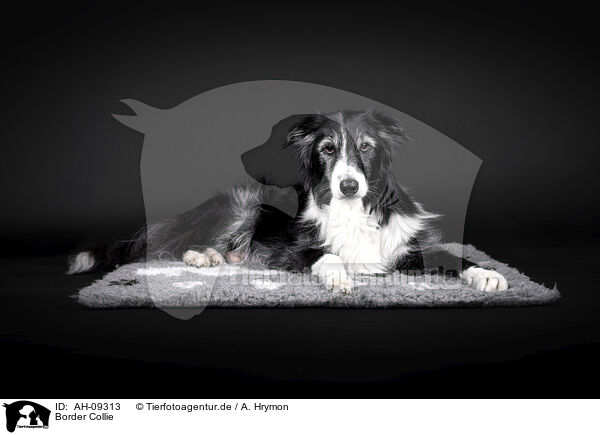 Border Collie / AH-09313