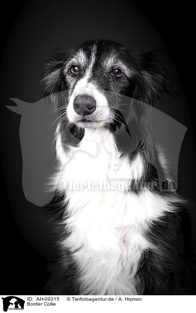 Border Collie / AH-09315