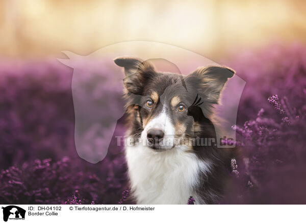 Border Collie / Border Collie / DH-04102