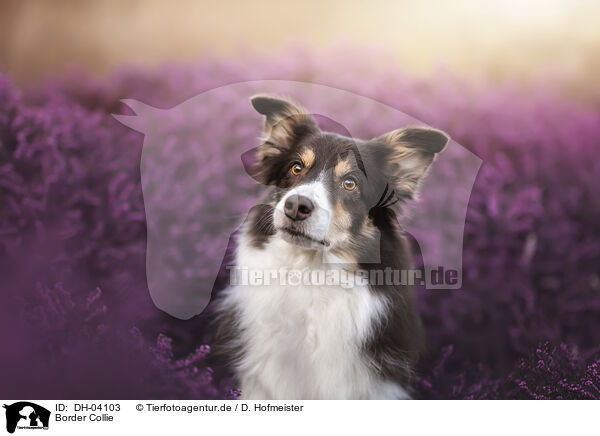 Border Collie / Border Collie / DH-04103