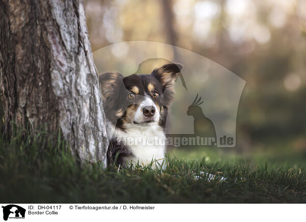 Border Collie / Border Collie / DH-04117